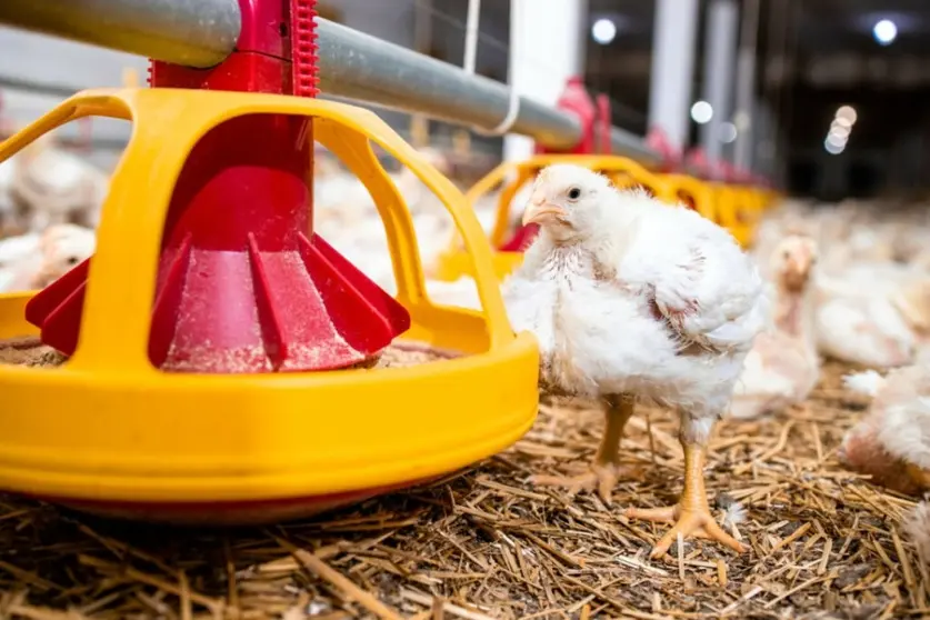 Alimentación para aves destinadas a consumo humano